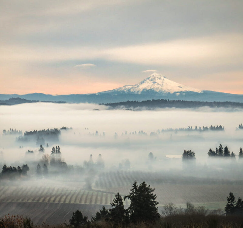 Wine tasting in oregon